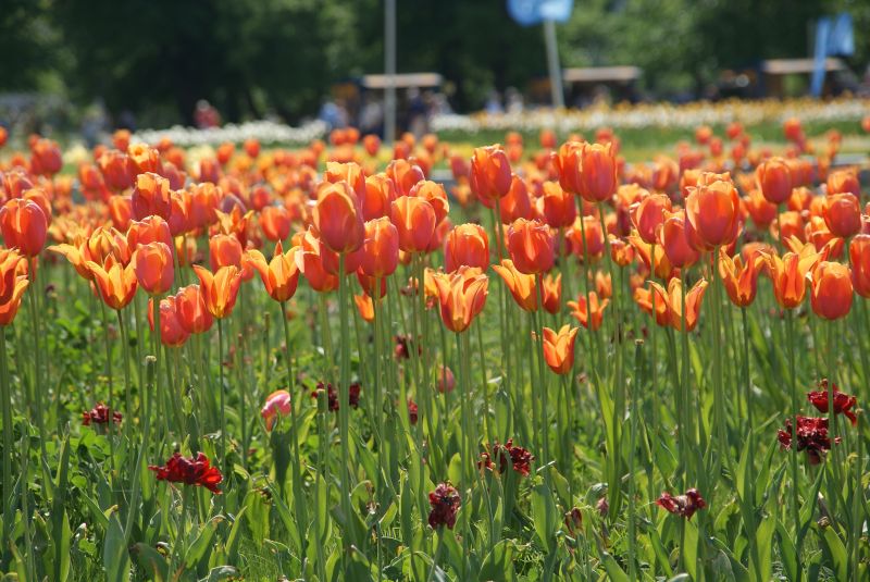 Blumenbeet